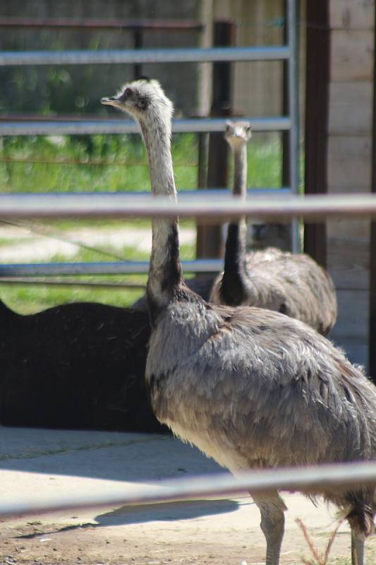 Lidé si mohou po znovuotevření zoologické zahrady prohlédnout zvířata ve venkovních výbězích či voliérách.