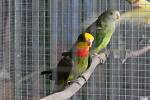 Pátý ročník výstavy papoušků a drobného exotického ptactva v Petrově.