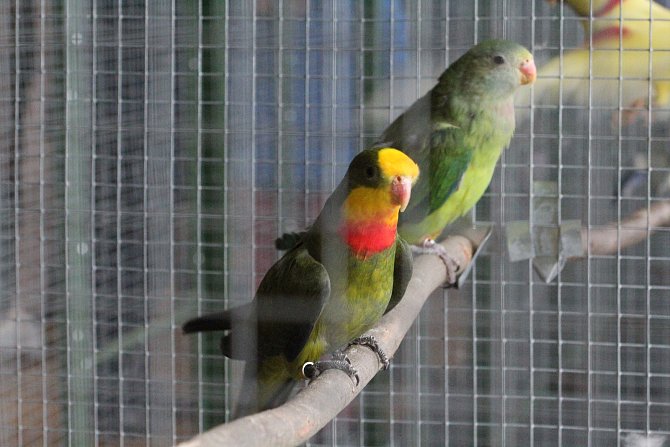Pátý ročník výstavy papoušků a drobného exotického ptactva v Petrově