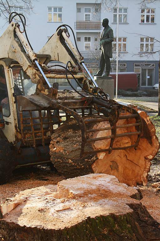 Úklid pokácené šedesátileté vrby v Hodoníně.