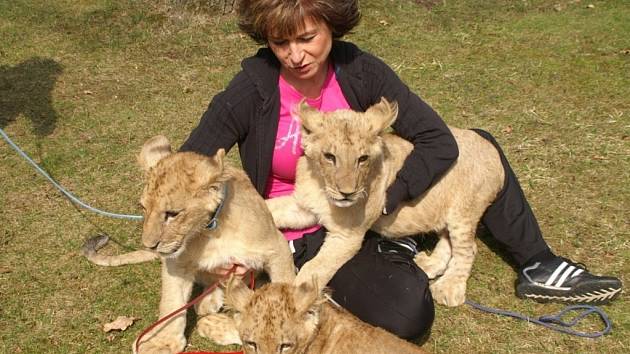 Lvíčata dělají náhradní mámě radost. Je s nimi ale také spousta práce.