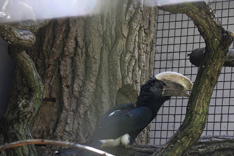 Lidé si mohou po znovuotevření zoologické zahrady prohlédnout zvířata ve venkovních výbězích či voliérách.