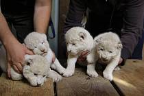 Kvarteto mláďat lva jihoafrického v hodonínské zoo.