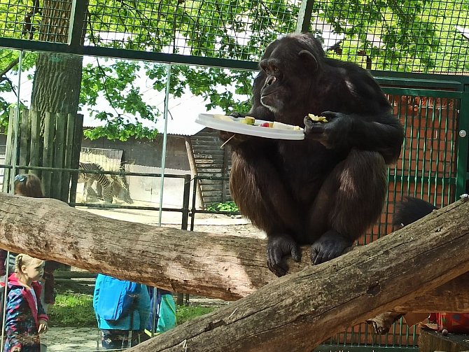 Narozeninové zpestření pro hodonínské šimpanze.