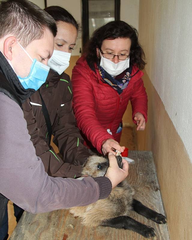 První veterinární prohlídka mláděte vlka hřivnatého v hodonínské zoo.