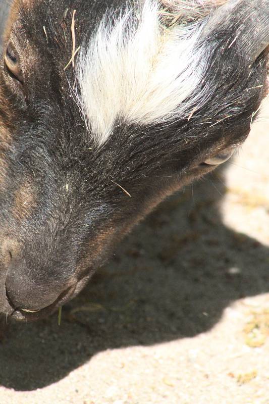 Lidé si mohou po znovuotevření zoologické zahrady prohlédnout zvířata ve venkovních výbězích či voliérách.