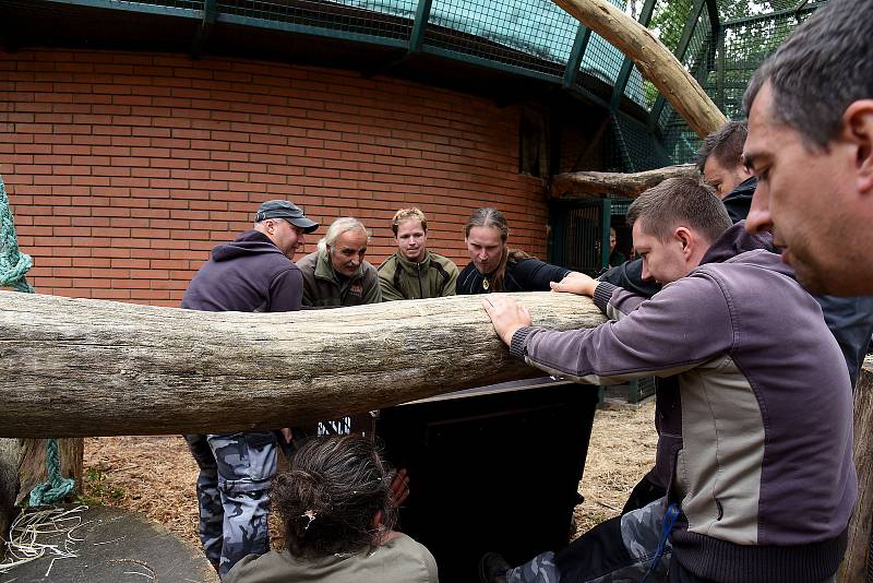 Příjezd brněnských šimpanzů do hodonínské zoologické zahrady.