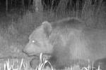 Medvěda migrujícího jižní Moravou zachytily dvě fotopasti v lesích u Bzence a i jinde.