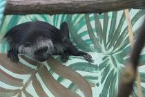 Nový chovný pár guaréz budou mít v hodonínské zoo. Gueréza běloramenná je opice z čeledi kočkodanovitých.