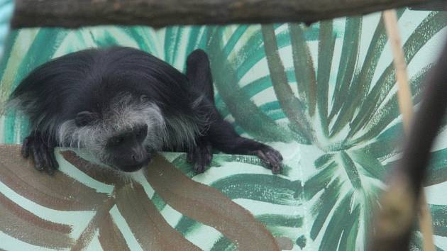 Nový chovný pár guaréz budou mít v hodonínské zoo. Gueréza běloramenná je opice z čeledi kočkodanovitých.