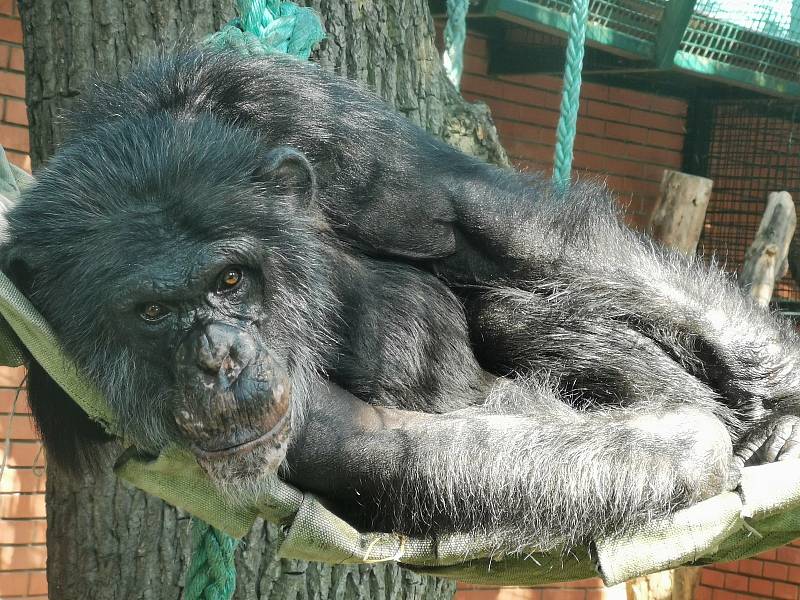 Snímek s názvem "Siesta ". Pokud chcete dát fotografii svůj hlas, můžete tak učinit na Facebooku Zoo Hodonín.