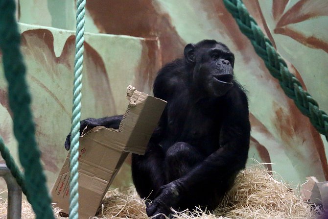 Šimpanz v hodonínské zoologické zahradě.
