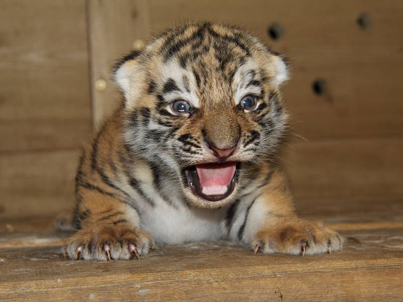 V hodonínské zoo se podařilo odchovat mláďata tygra ussurijského.