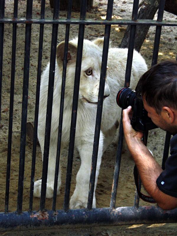 Jihoafrický lev přicestoval do hodonínské zoo z parku Lory v Jihoafrické republice.