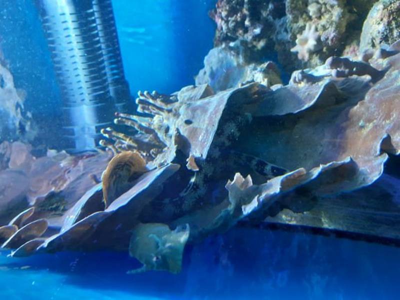 V nejmenší mořské nádrži hodonínské zoologické zahrady se zabydlela muréna hvězdovitá.
