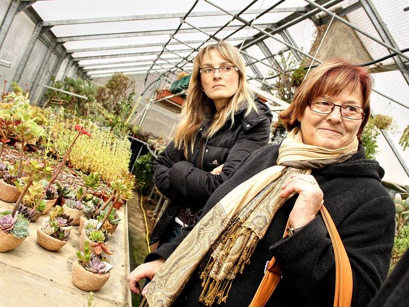 Desítky různých druhů sukulentů obdivovali v sobotu a neděli lidé ve skleníku v Lovčicích. Různorodými barvami hýřily hlavně tlustice.