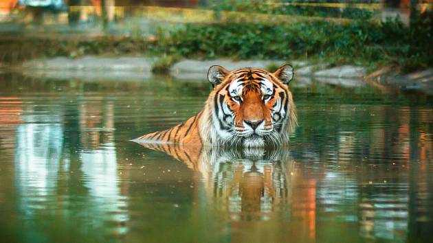 Volně žijící tygry ussurijské chtějí Hodonínští podpořit nejen ze vstupného v zoo, ale také z výtěžku aukce při dnu tygrů.