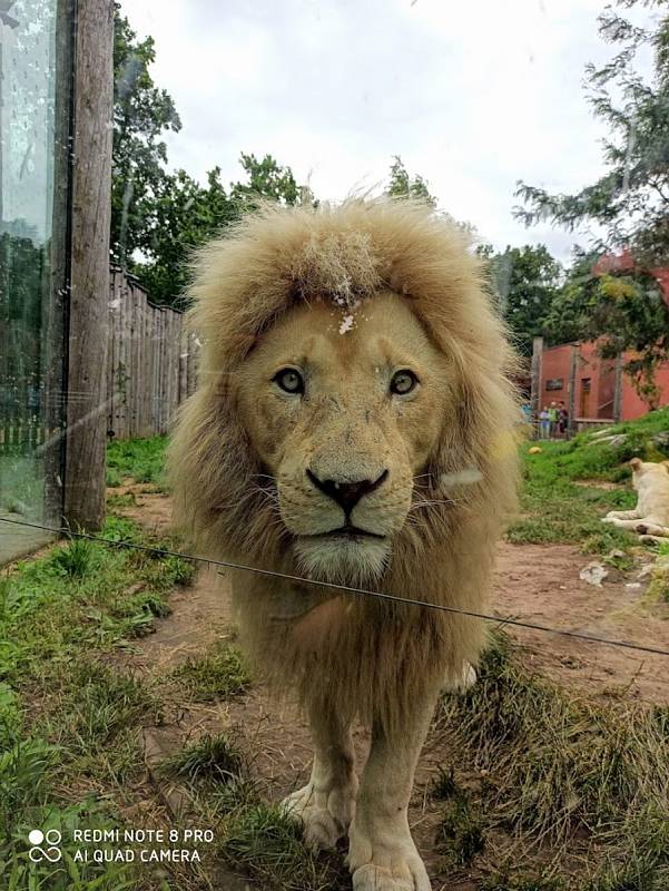 Snímek s názvem "Z očí do očí". Pokud chcete dát fotografii svůj hlas, můžete tak učinit na Facebooku Zoo Hodonín.