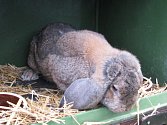 Oblastní a okresní výstavy zvířat mladých chovatelů a místní výstavy králíků, drůbeže a holubů v Kyjově.