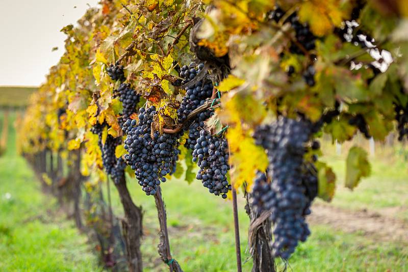 Templářské sklepy Čejkovice potřetí zvítězily v soutěži TOP vinařský cíl.