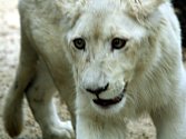 Jihoafrický lev přicestoval do hodonínské zoo z parku Lory v Jihoafrické republice.