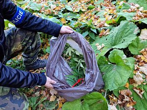 Policisty objevená marihuana z malé lesní plantáže ve Ždánickém lese.