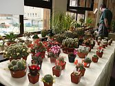 Výstava kaktusů v Hodoníně.