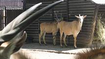 Lidé si mohou po znovuotevření zoologické zahrady prohlédnout zvířata ve venkovních výbězích či voliérách.