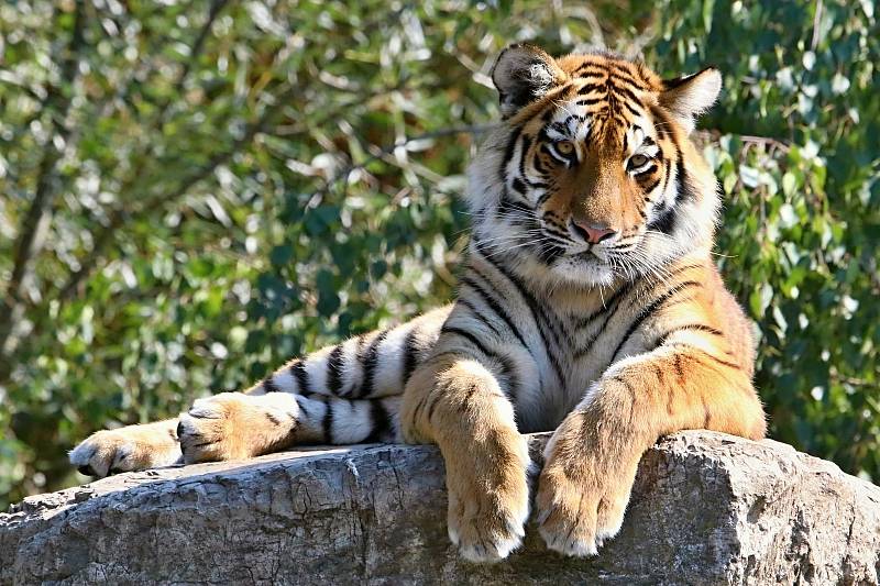 Snímek s názvem "Relax na skále ". Pokud chcete dát fotografii svůj hlas, můžete tak učinit na Facebooku Zoo Hodonín.