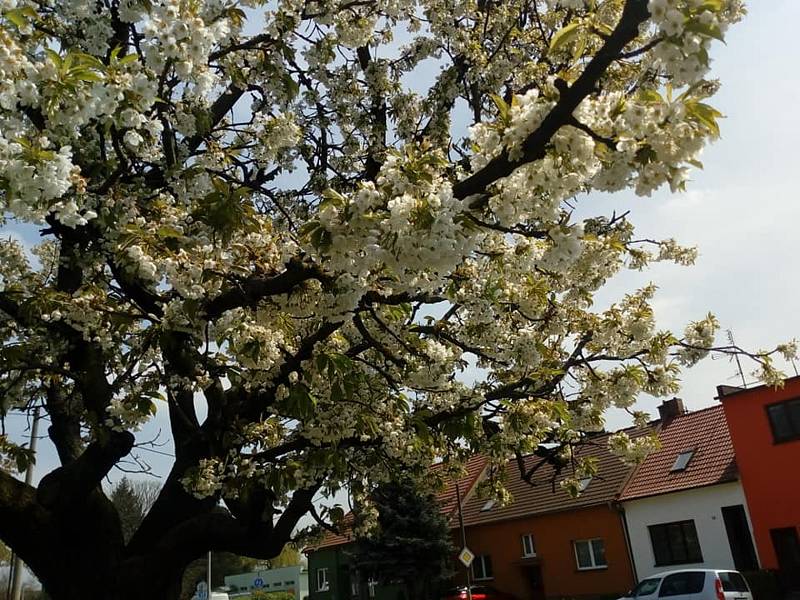 Hodonín se oblékl do jarních barev.