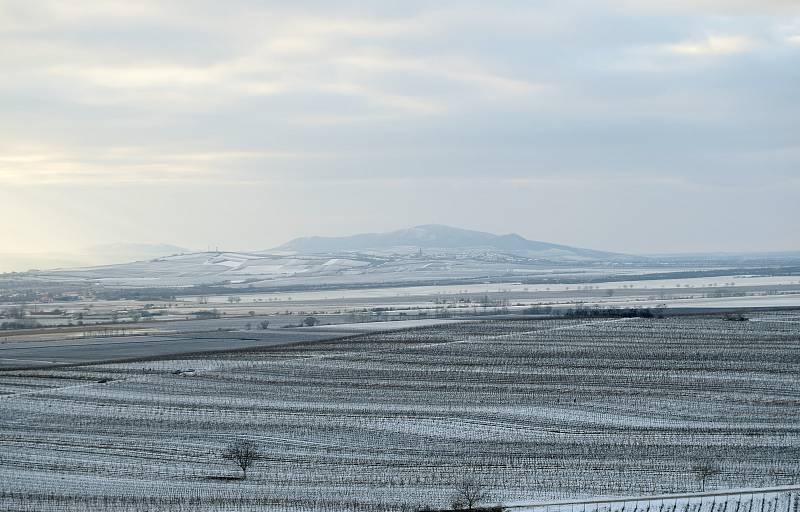 Zima ve vinohradech ve Velkých Bílovicích. Sobota 13. 2. 2021.