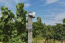 V Prušánkách střeží vinohrady čtyři nové meteostanice, hlídají podmínky pro výskyt chorob.
