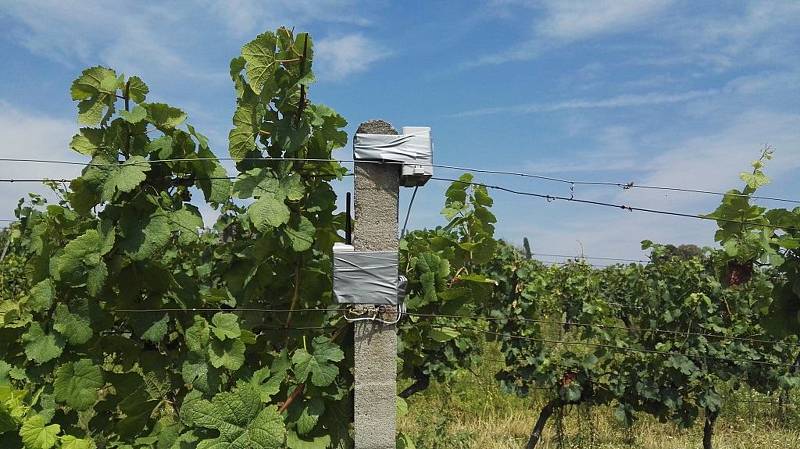 V Prušánkách střeží vinohrady čtyři nové meteostanice, hlídají podmínky pro výskyt chorob.