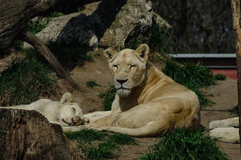 Zoo Hodonín znovu vítá návštěvníky.