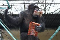 Vánoce slavila i zvířata v hodonínské zoo. Šimpanzi a tygr tam dostali speciální zabalené krmení.