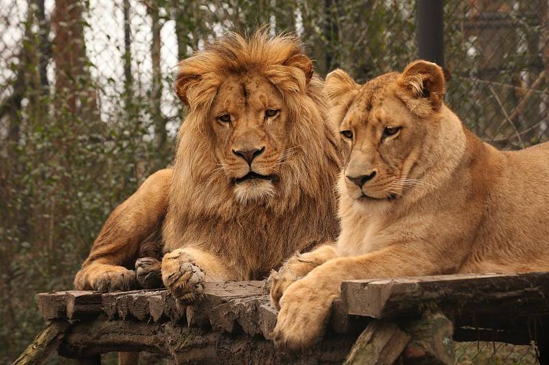 Lví dvojčata Anoona a Akashinga odjela z Brna do polských zoo. Foto: Zoo Brno