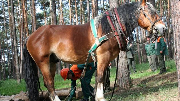 Učnovské zkoušky ve Bzenci-Přívoze