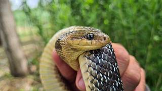 Na jihu Moravy odchytili užovku stromovou, nejohroženějšího hada v Česku -  Znojemský deník