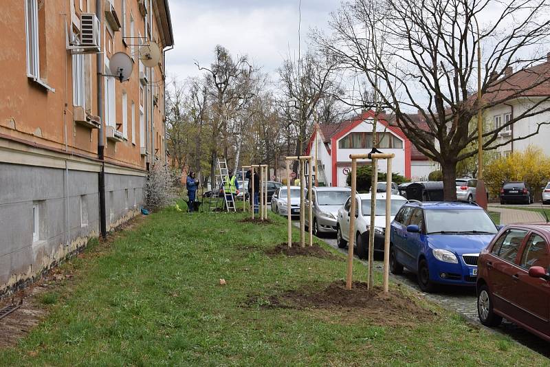 Bažantnici zaplnily nové stromy.