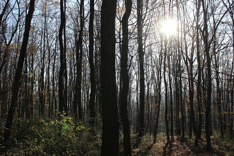 Bálé Karpaty lákají k výletům za každého počasí.