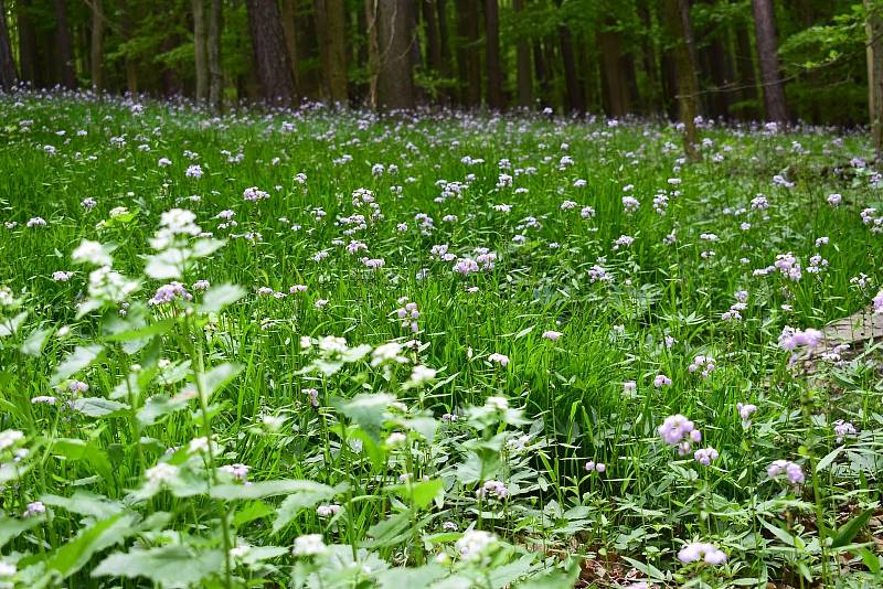 Senioři našli nejkrásnější květenu Žďánického lesa.