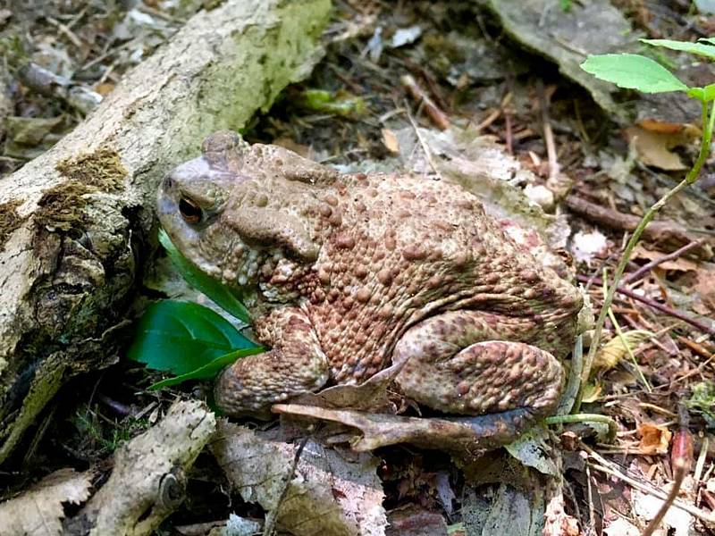 Jepice, kovaříci, cikády, roháči, nosatci. To je jen malý výčet živočichů, kteří žijí vedle nás.