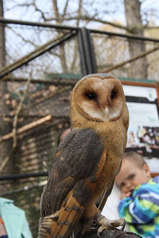 Návštěvníci zoo si mohli pohladit o sovího kluka Emila.