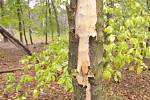 Miliony chroustů se právě rojí v lesích Moravské sahary na Hodonínsku. Spásají listy stromů a kladou do půdy vajíčka. Larvy ohrožují na osm tisíc hektarů lesa. Postřik však zatrhli ochránci přírody. Lesníci označili stav za kalamitní.