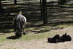 Lidé si mohou po znovuotevření zoologické zahrady prohlédnout zvířata ve venkovních výbězích či voliérách.