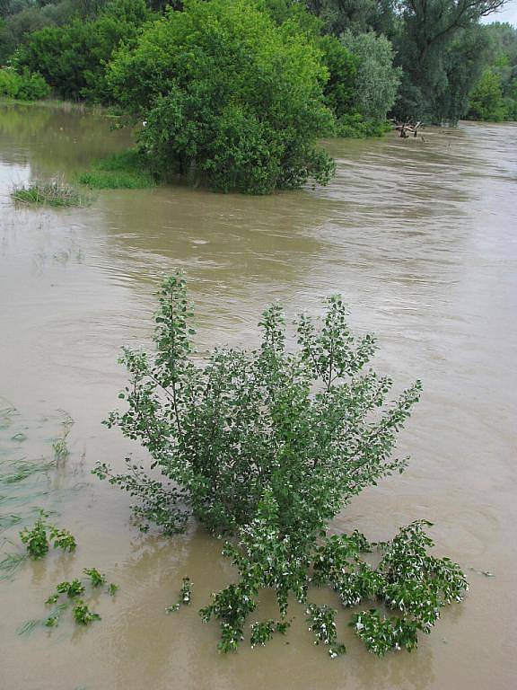 Rozvodněná řeka Morava v Rohatci.