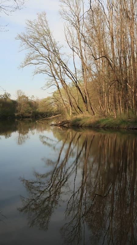 Krásná přírodní scenérie u břehu řeky Moravy.