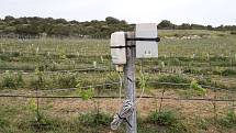 V Prušánkách střeží vinohrady čtyři nové meteostanice, hlídají podmínky pro výskyt chorob.