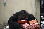 Vánoce slavila i zvířata v hodonínské zoo. Šimpanzi a tygr tam dostali speciální zabalené krmení.