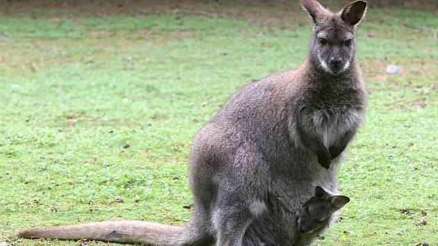 Některým stálým obyvatelům hodonínské zoo se pro změnu narodila mláďata, ve vaku si momentálně hoví malý klokan rudokrký.